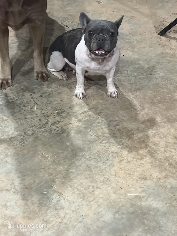 Bella – French Bulldog puppy for sale in De Kalb, TX