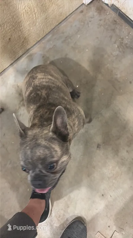Lily  akc – French Bulldog puppy for sale in De Kalb, TX