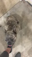 Lily  akc, a female French Bulldog for sale in De Kalb, TX – 1 of 2