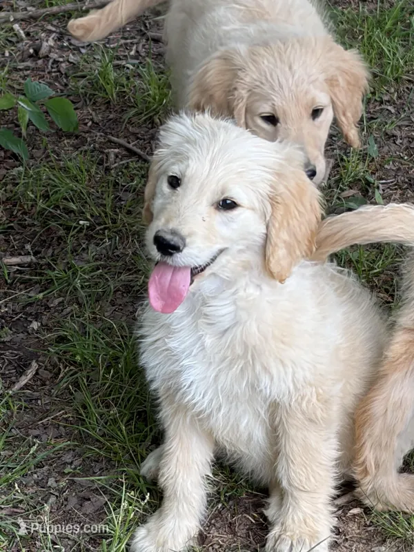 Ruger – Goldendoodle puppy for sale in De Kalb, TX