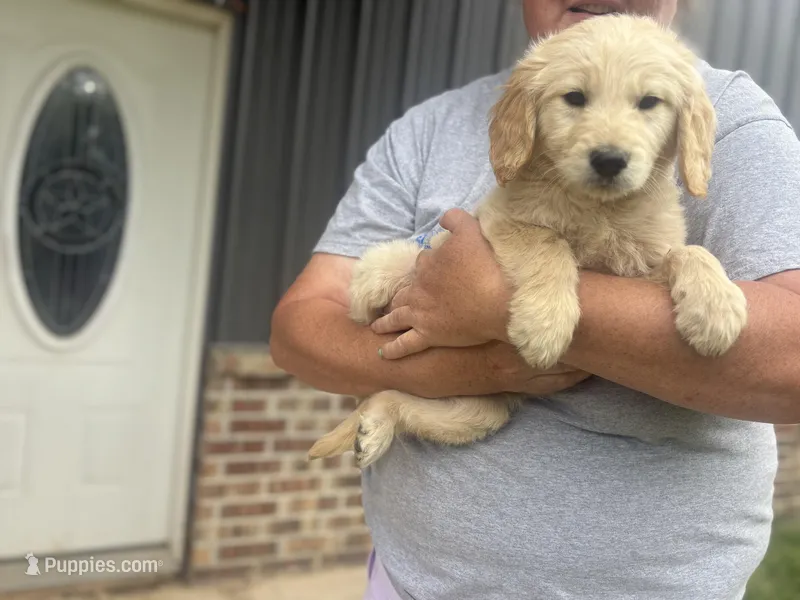 Ruger – Goldendoodle puppy for sale in De Kalb, TX