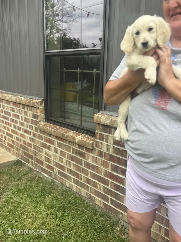 Elisa – Goldendoodle puppy for sale in De Kalb, TX