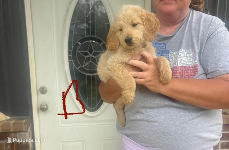 Max – Goldendoodle puppy for sale in De Kalb, TX