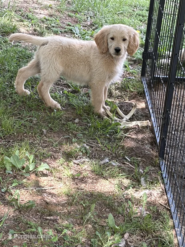 Max – Goldendoodle puppy for sale in De Kalb, TX