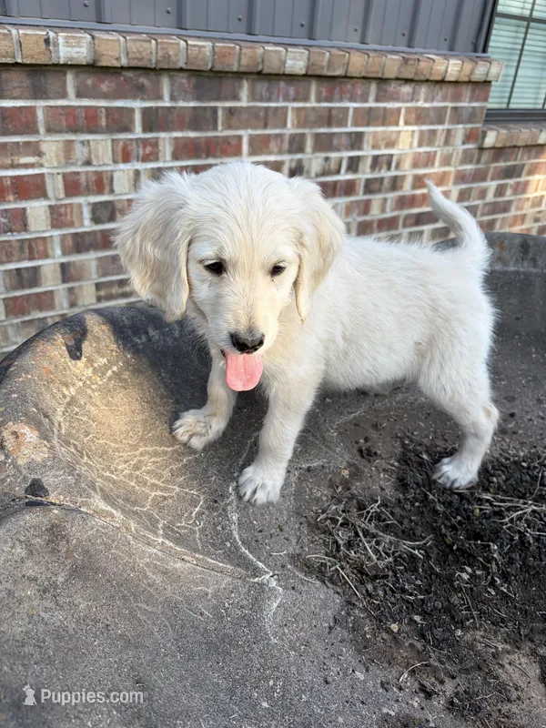 Anna – Goldendoodle puppy for sale in De Kalb, TX