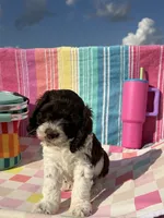Teeter, a female Cockapoo for sale in Edna, TX – 2 of 7