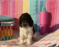 Rip, a male Cockapoo for sale in Edna, TX – 5 of 6