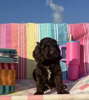 Summer, a female Cockapoo for sale in Edna, TX – 3 of 4