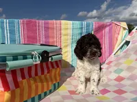 Rip, a male Cockapoo for sale in Edna, TX – 6 of 6
