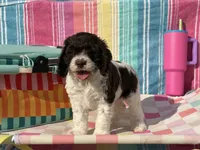 Teeter, a female Cockapoo for sale in Edna, TX – 6 of 7