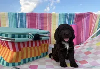 Summer, a female Cockapoo for sale in Edna, TX – 2 of 4
