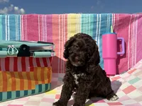 Beth, a female Cockapoo for sale in Edna, TX – 2 of 4