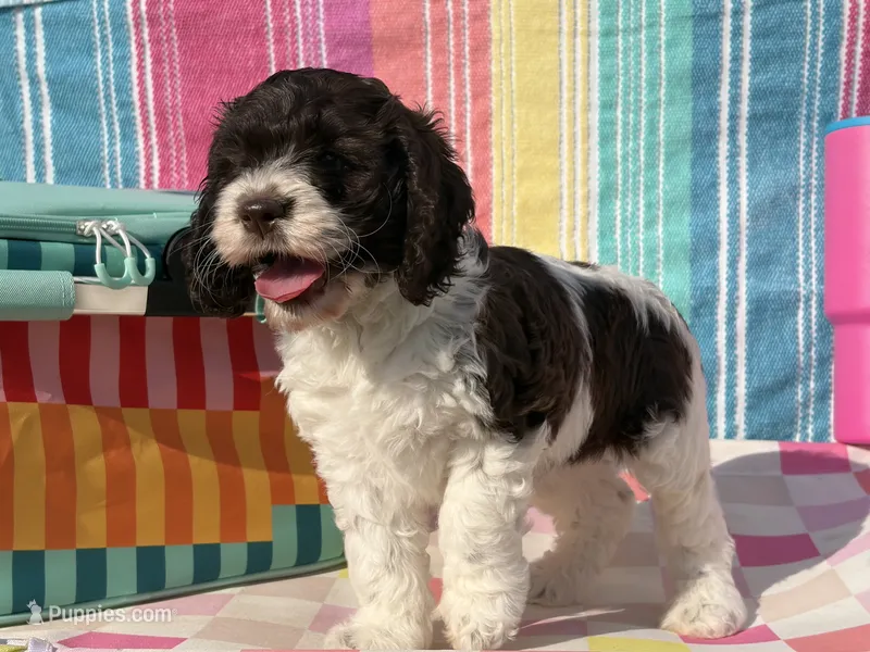 Teeter – Cockapoo puppy for sale in Edna, TX