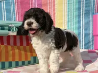 Teeter, a female Cockapoo for sale in Edna, TX – 1 of 7
