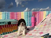 Teeter, a female Cockapoo for sale in Edna, TX – 7 of 7