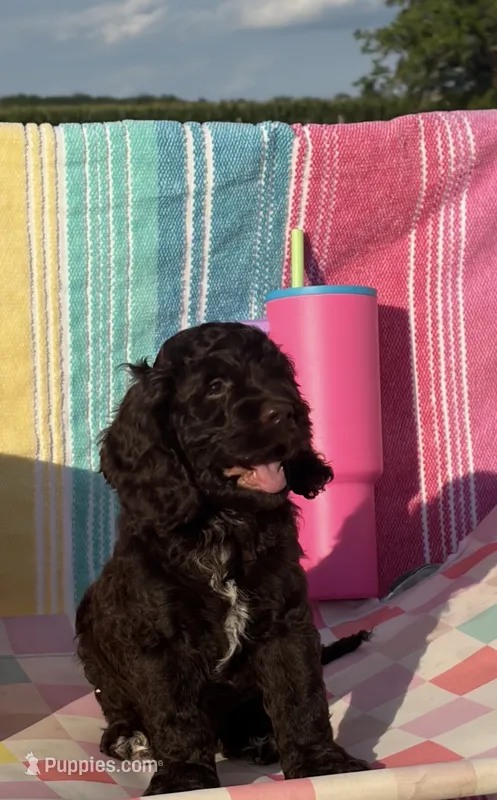 Dutton – Cockapoo puppy for sale in Edna, TX