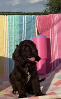 Dutton, a male Cockapoo for sale in Edna, TX – 1 of 4