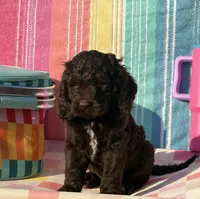 Dutton, a male Cockapoo for sale in Edna, TX – 4 of 4