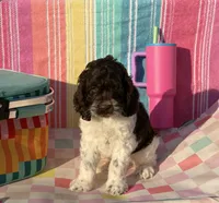 Rip, a male Cockapoo for sale in Edna, TX – 4 of 6