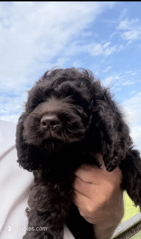 Dutton – Cockapoo puppy for sale in Edna, TX
