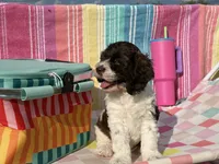 Teeter, a female Cockapoo for sale in Edna, TX – 3 of 7