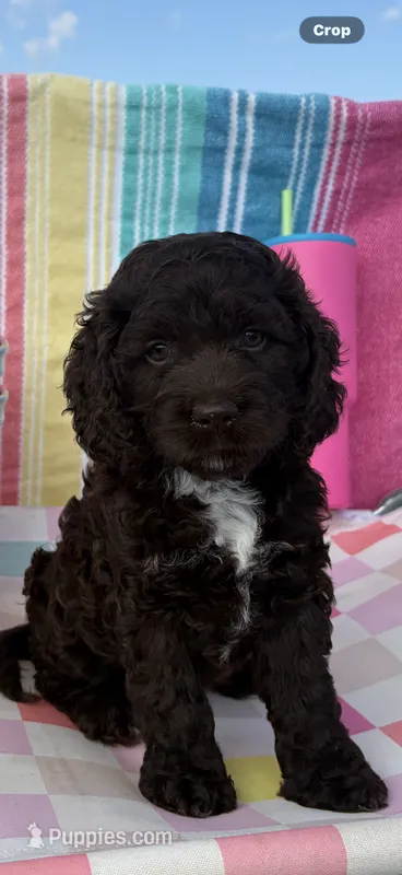 Summer – Cockapoo puppy for sale in Edna, TX