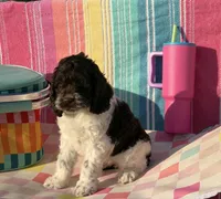 Rip, a male Cockapoo for sale in Edna, TX – 3 of 6