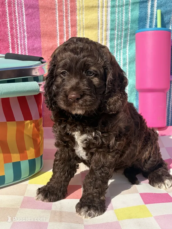 Beth – Cockapoo puppy on hold in Edna, TX