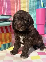 Beth, a female Cockapoo for sale in Edna, TX – 1 of 4