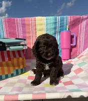 Beth, a female Cockapoo for sale in Edna, TX – 4 of 4