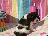 Teeter, a female Cockapoo for sale in Edna, TX – 5 of 7