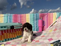 Teeter, a female Cockapoo for sale in Edna, TX – 4 of 7