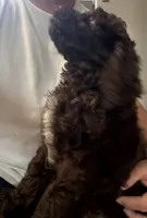 Dutton, a male Cockapoo for sale in Edna, TX – 2 of 7