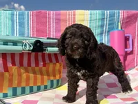 Beth, a female Cockapoo for sale in Edna, TX – 3 of 4