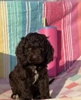 Dutton, a male Cockapoo for sale in Edna, TX – 2 of 4