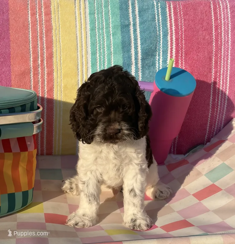 Rip – Cockapoo puppy for sale in Edna, TX