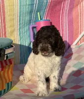 Rip, a male Cockapoo for sale in Edna, TX – 2 of 6