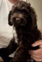 Dutton, a male Cockapoo for sale in Edna, TX – 3 of 7