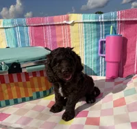Dutton, a male Cockapoo for sale in Edna, TX – 3 of 4
