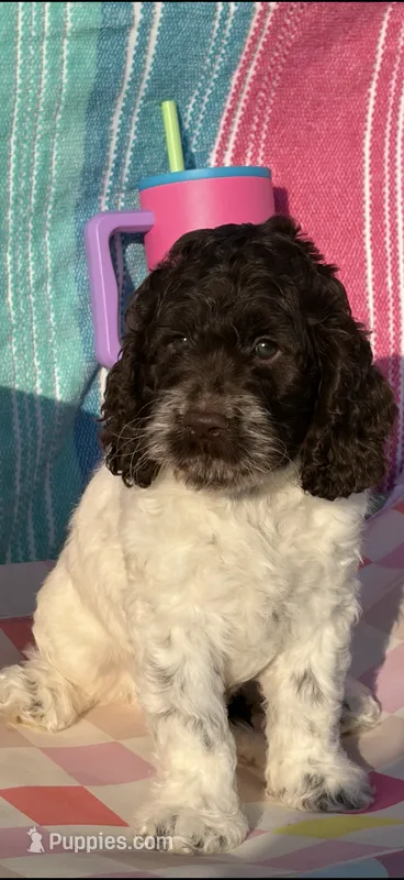 Rip – Cockapoo puppy for sale in Edna, TX