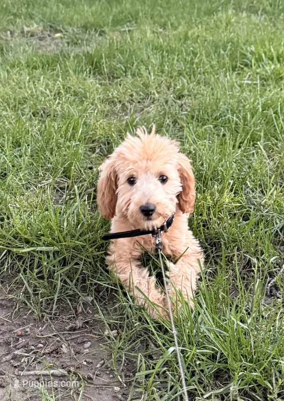 Nova – English Goldendoodle puppy for sale in Indianapolis, IN
