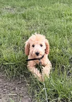 Nova, a female English Goldendoodle for sale in Indianapolis, IN – 1 of 2