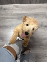 Nova, a female English Goldendoodle for sale in Indianapolis, IN – 2 of 2