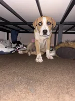 Sasha , a female American Pit Bull Terrier for sale in Dayton, OH – 2 of 4