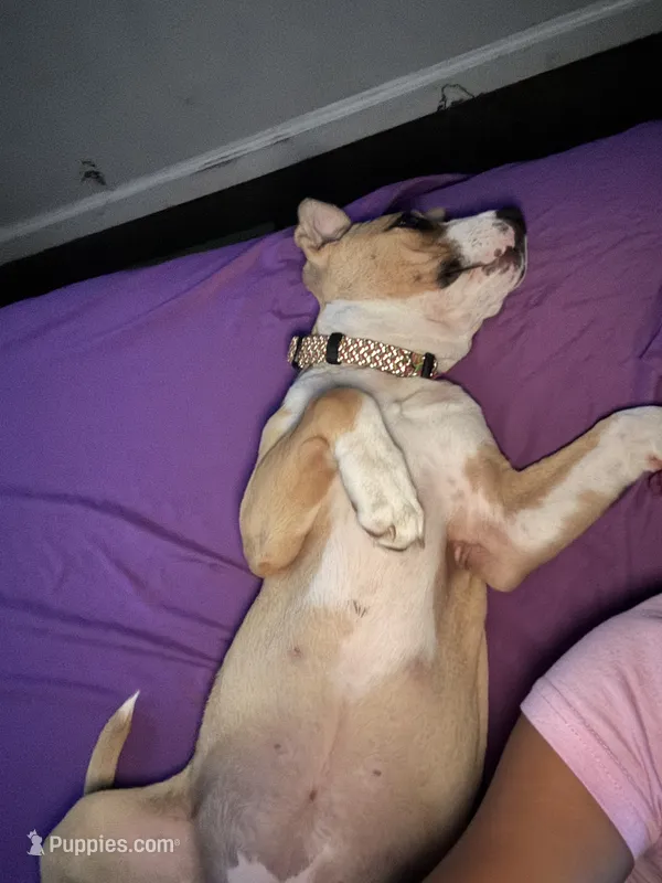 Sasha  – American Pit Bull Terrier puppy for sale in Dayton, OH