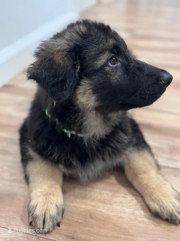 Sabi – German Shepherd Dog puppy for sale in Newark, NJ