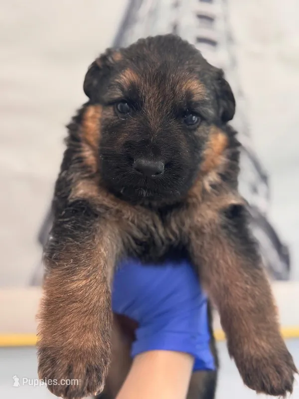 Selah, a female German Shepherd Dog for sale in Newark, NJ – Photo 1 of 1