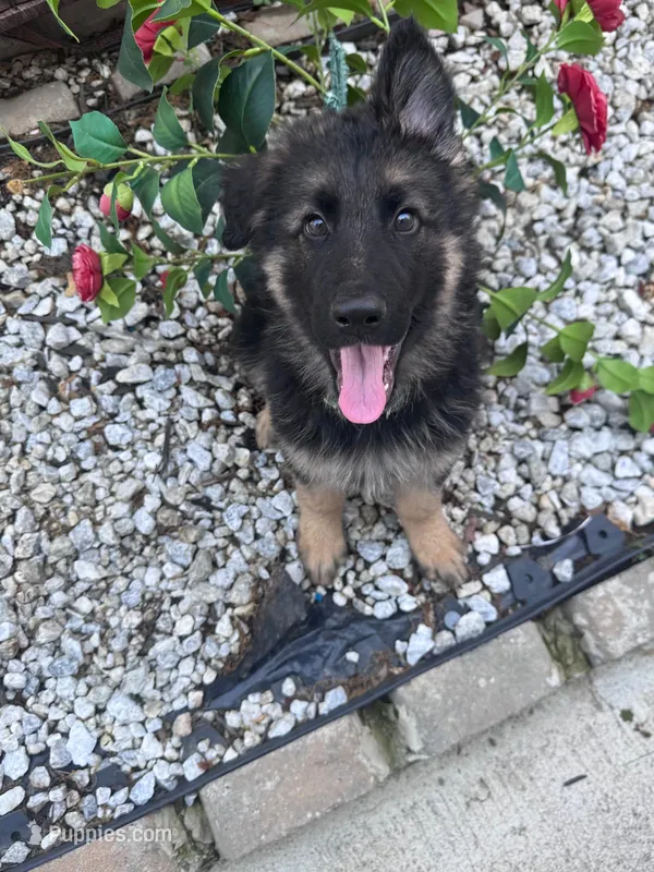 Sabi – German Shepherd Dog puppy for sale in Newark, NJ