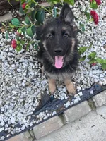 Sabi, a male German Shepherd Dog for sale in Newark, NJ – 5 of 6