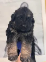 Sabo, a male German Shepherd Dog for sale in Newark, NJ – Photo 2 of 2